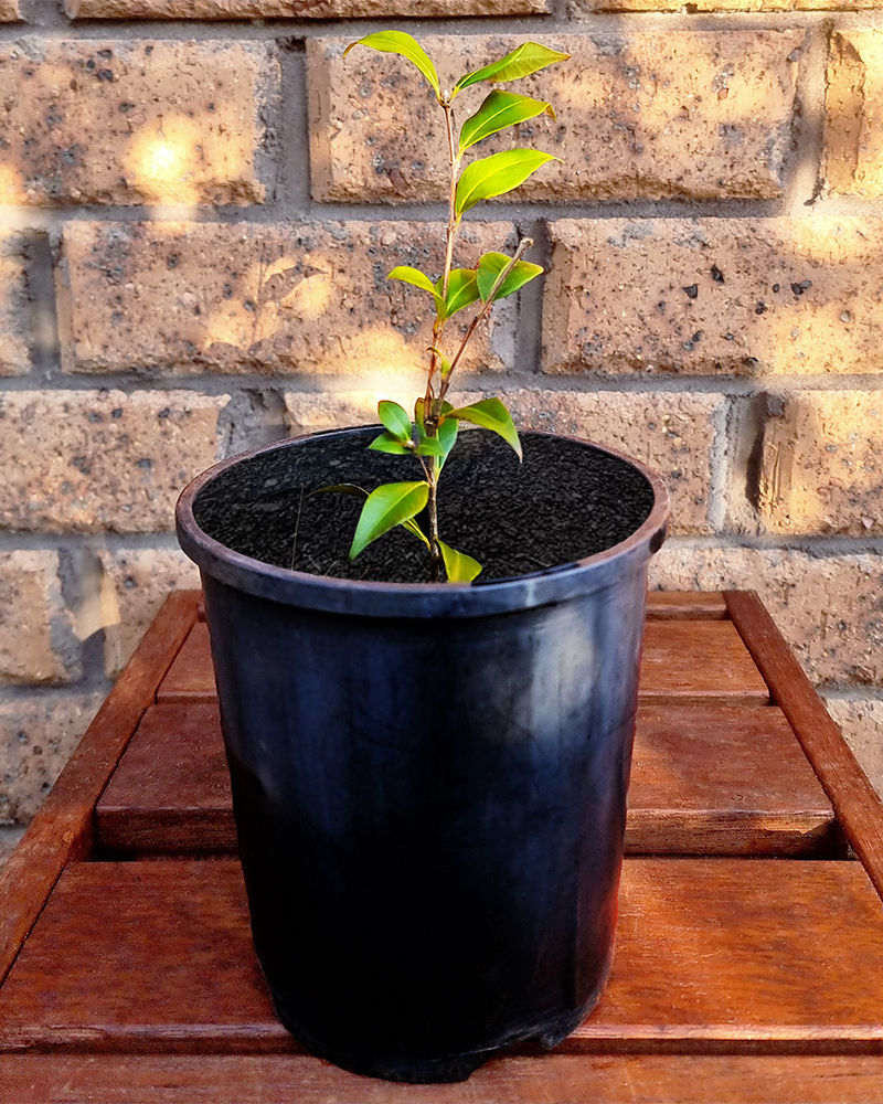 Cinnamon Myrtle Bush Tucker Babies