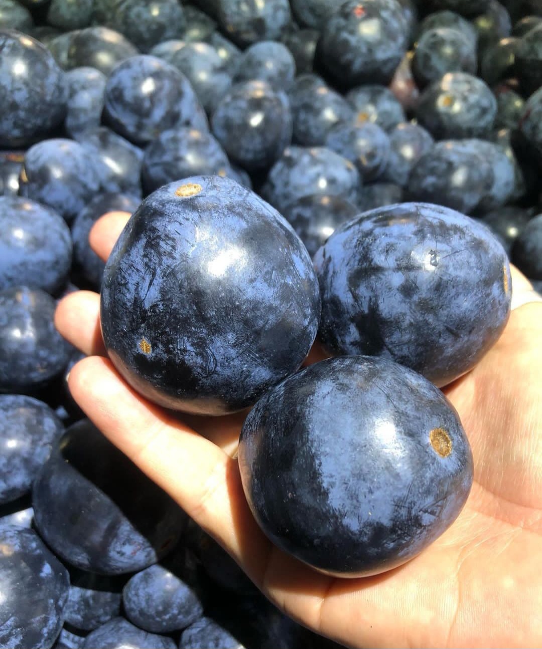 Davidson Plum (Davidsonia) - Image 3