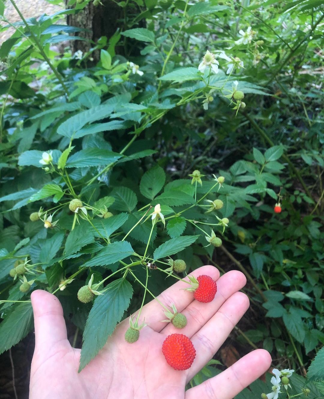 Bush Foods