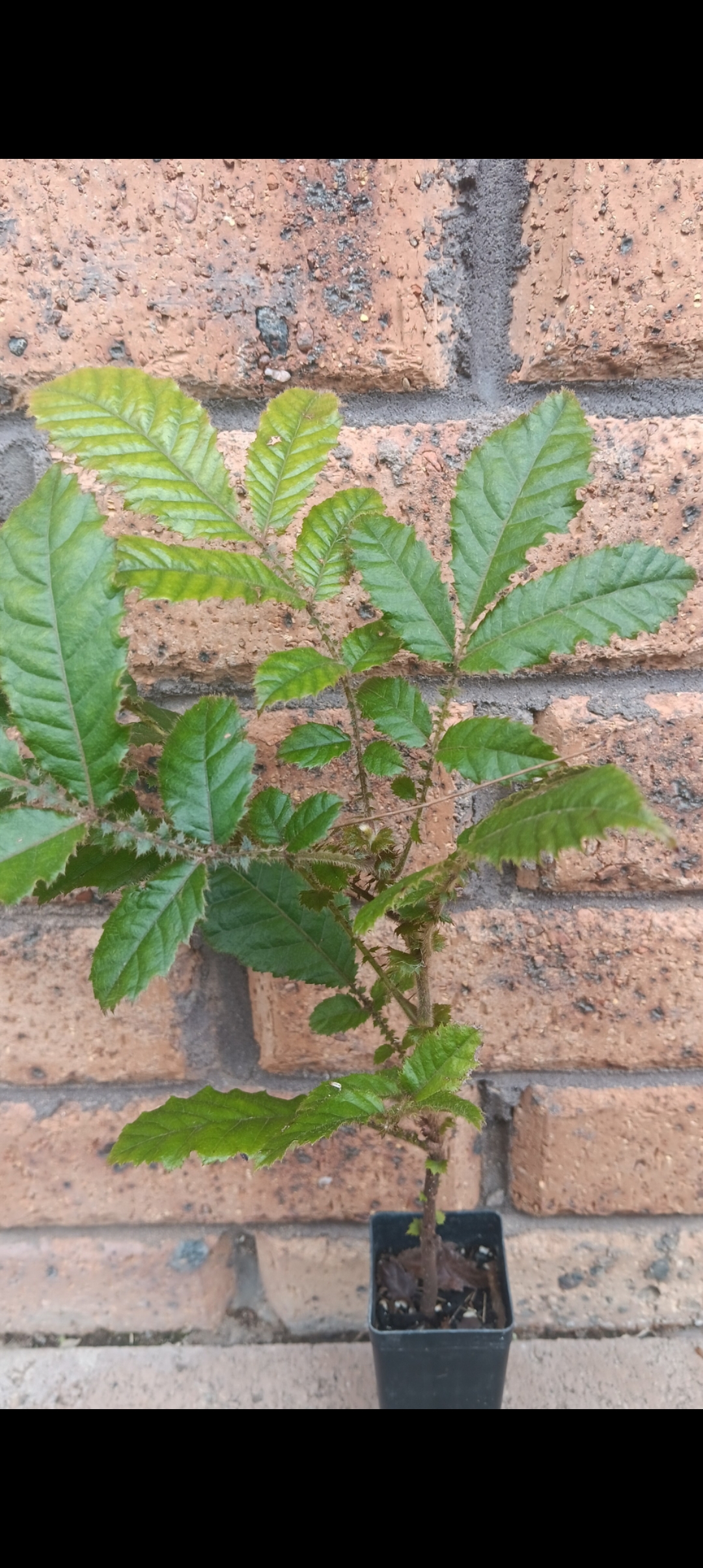 Davidson Plum (Davidsonia) - Image 4
