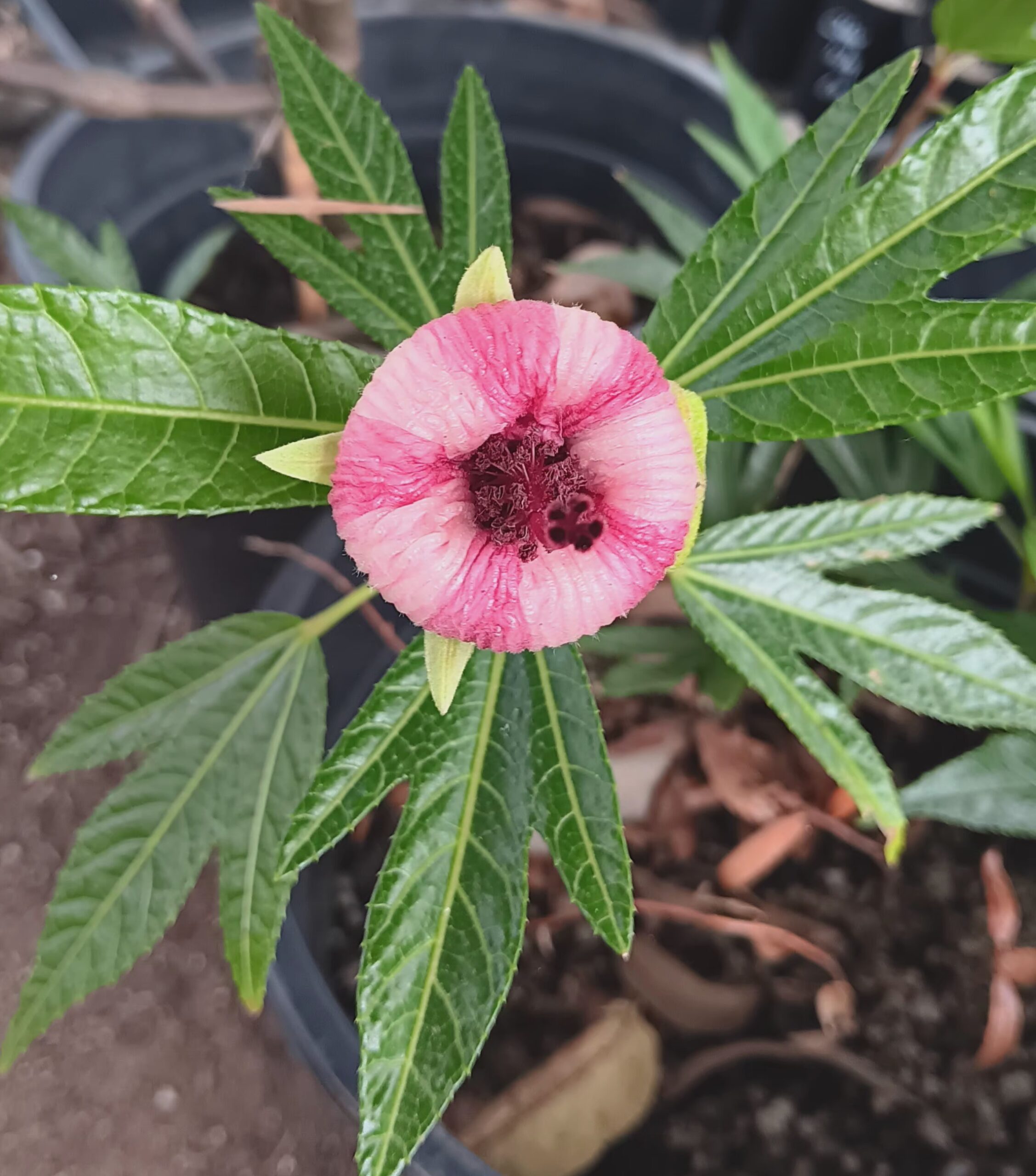 Native Rosella (Hibiscus heterophyllus) - Image 4