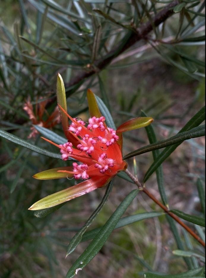 Mountain devil (Lambertia formosa)