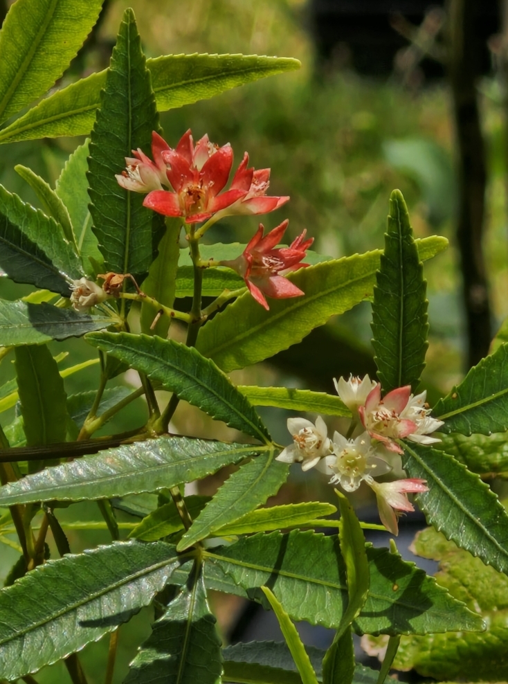 Christmas bush (Ceratopetalum gummiferum)