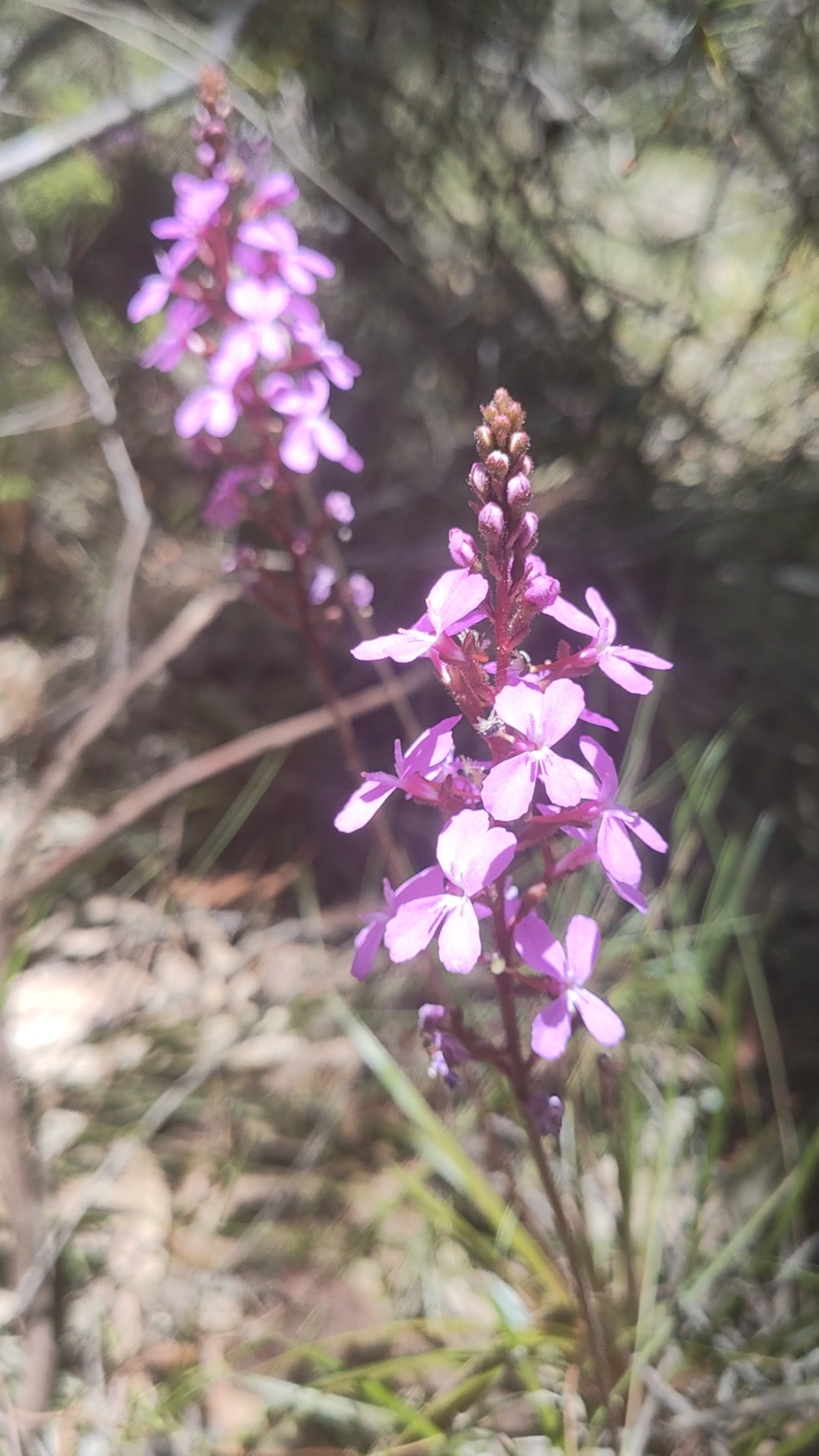 Trigger Grass (Stylidium graminifolium)