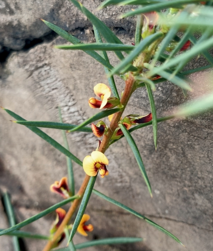 Sharp Bitter Pea (Daviesia acicularis)