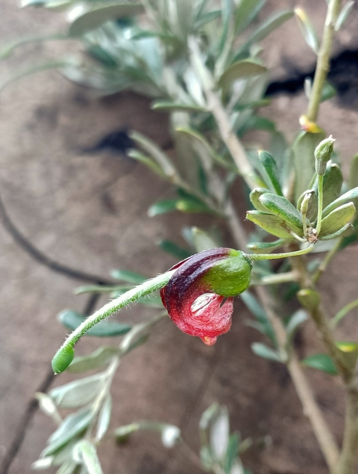 Grevillea montana- Witch Fingers
